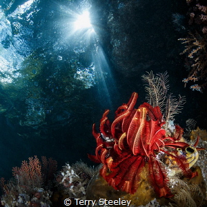   Sunbeams Subal underwater housing Canon 1Dx 815mm fisheye 15mm f9 1160 ISO160 Inon Z240 strobe. 8-15mm 1/160, 1160, 160, strobe  